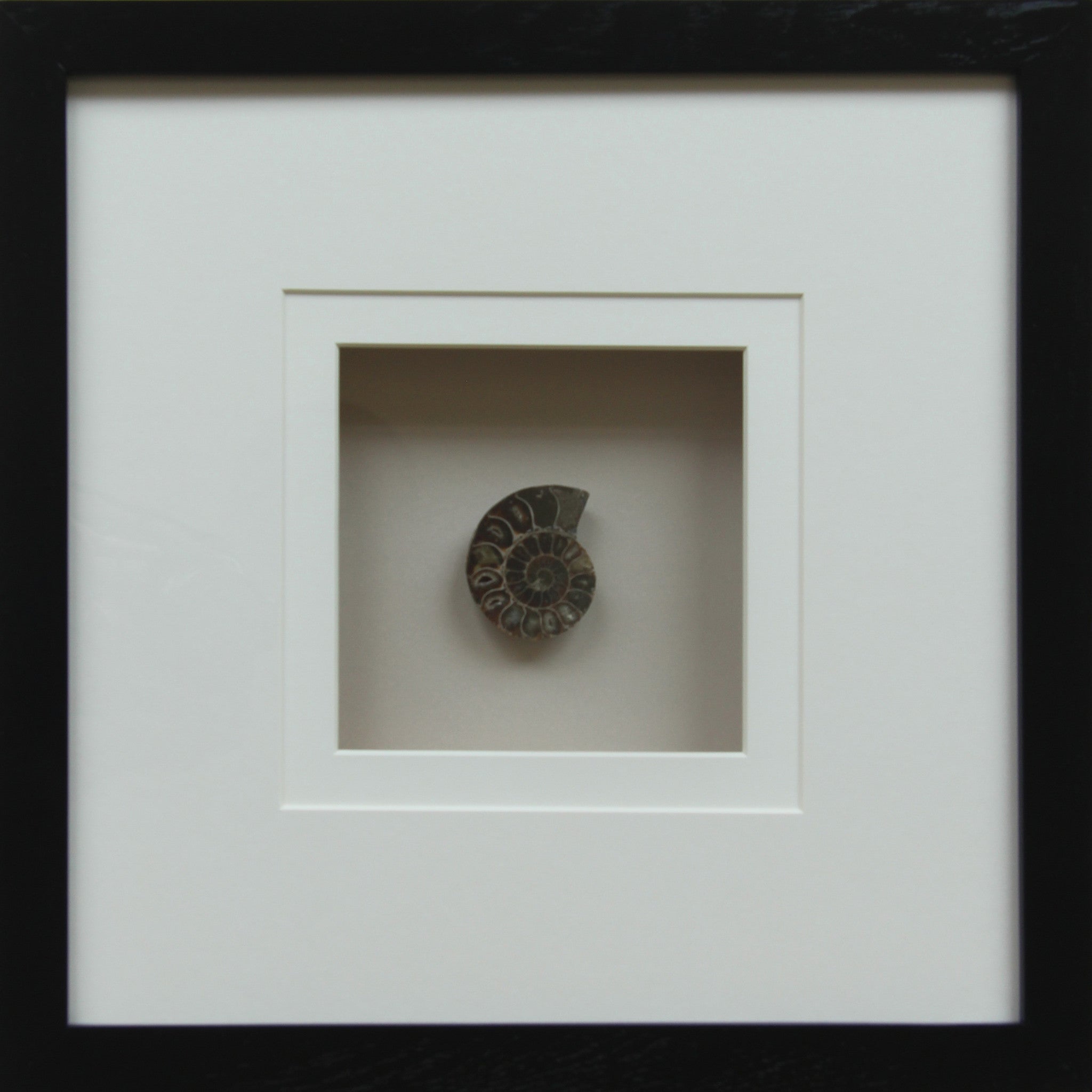 Fossilien Bild I - 40cm x 40cm