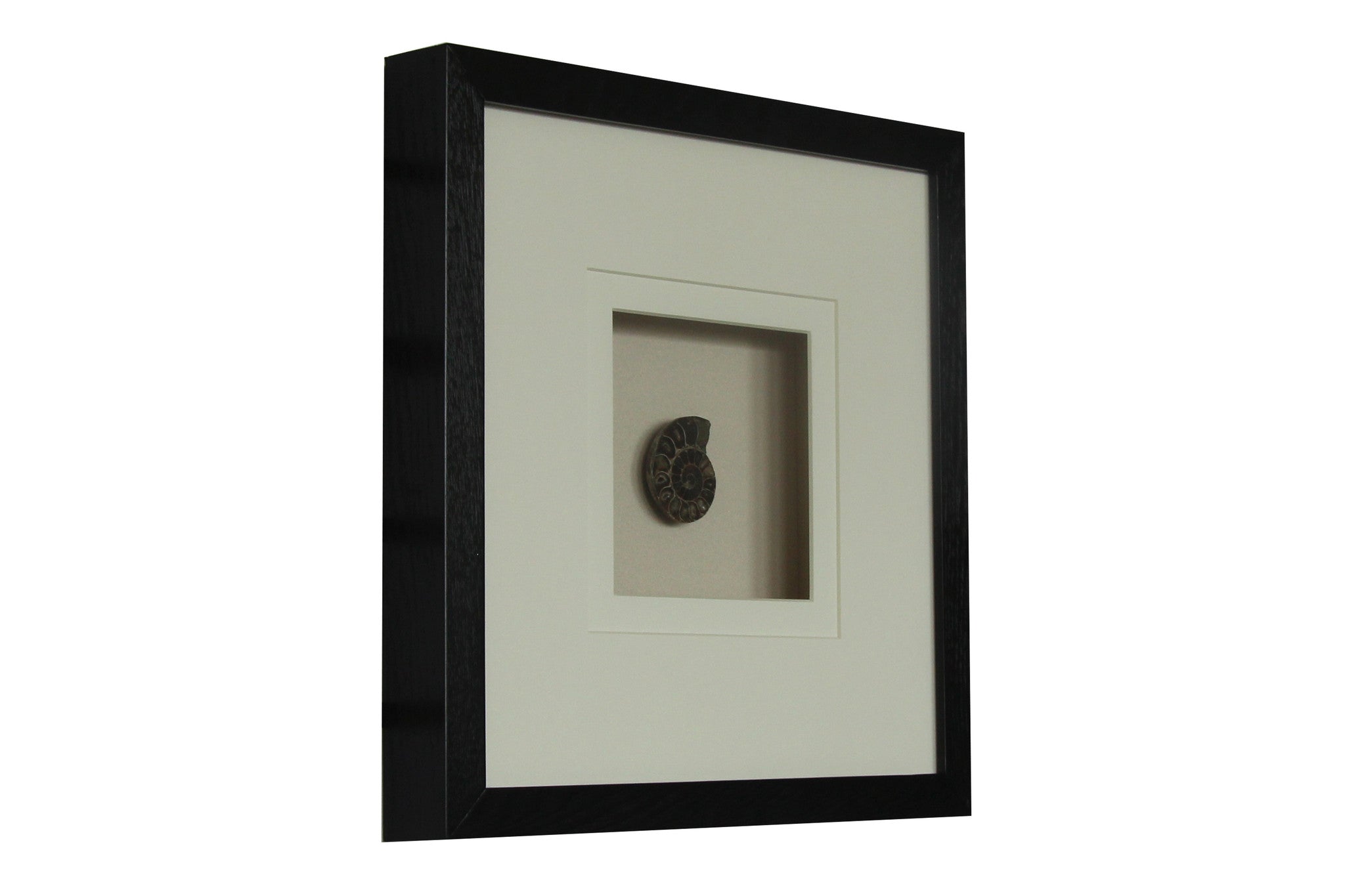 Fossilien Bild I - 40cm x 40cm